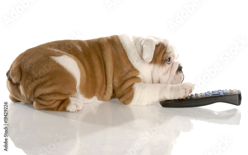 dog with remote control - english bulldog nine weeks old