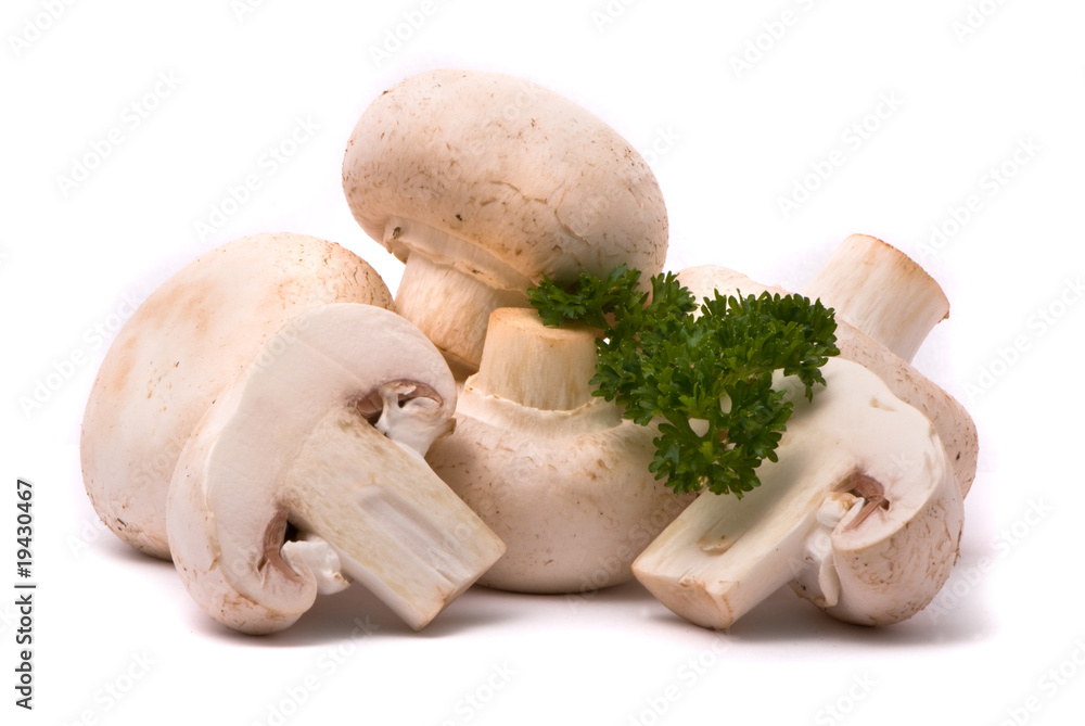 Fresh mushrooms isolated on a white background Fresh mushrooms isolated on a white background