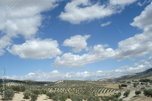 CAMPO DE OLIVOS 107