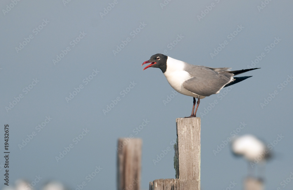 Obraz premium Common Tern