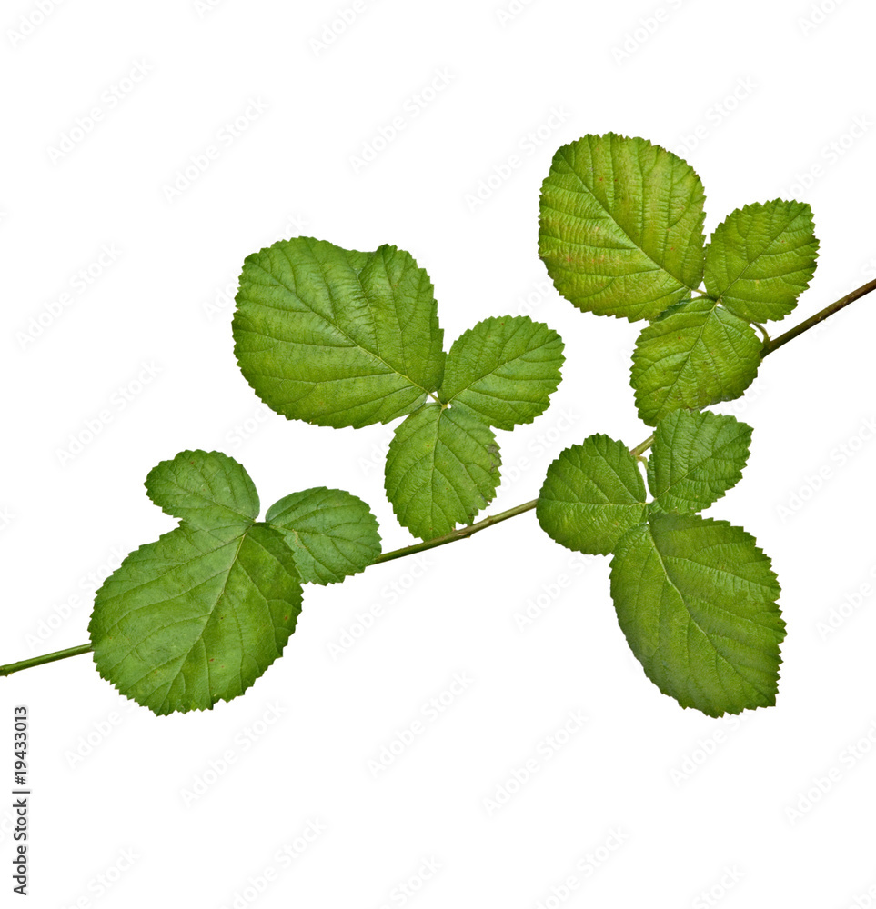 Black raspberry (blackberry) branch isolated on white background Black raspberry (blackberry) branch isolated on white background