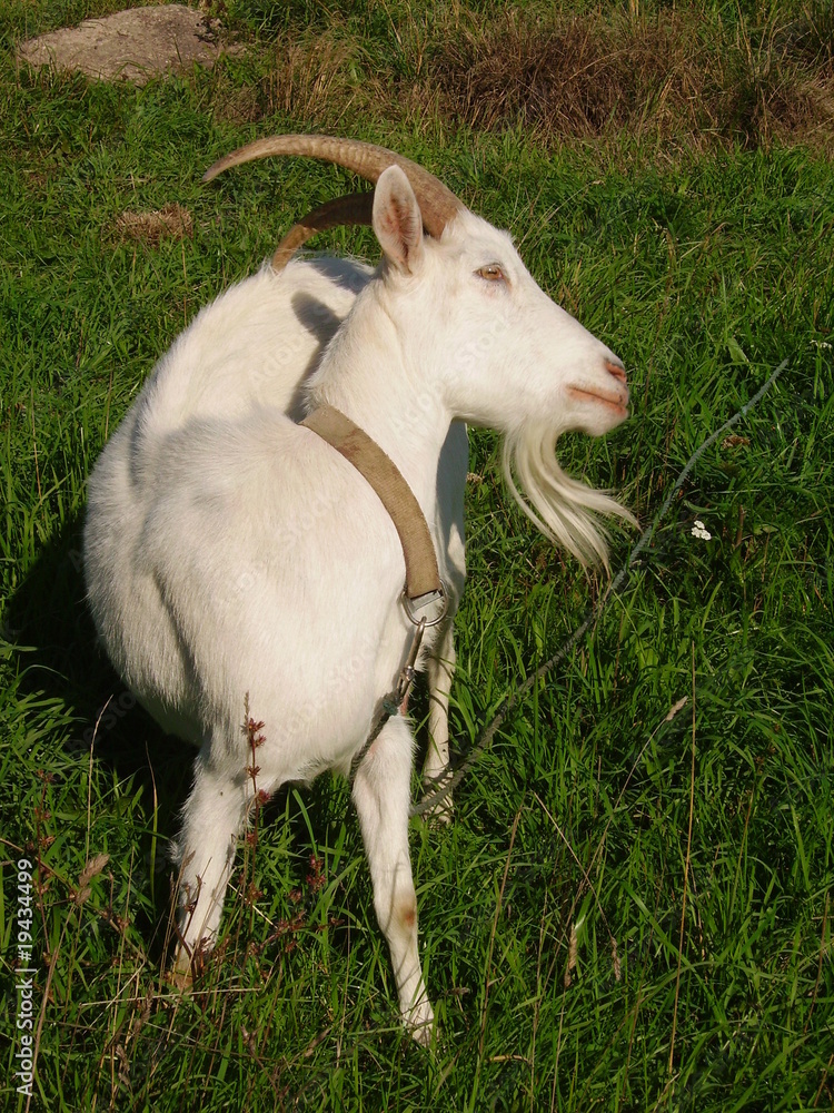 Obraz premium Buck scratches