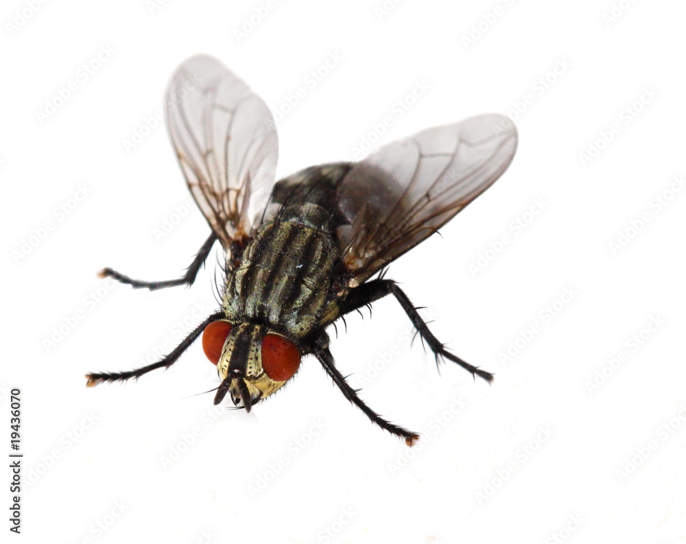 Red Eyed Fly Red Eyed Fly