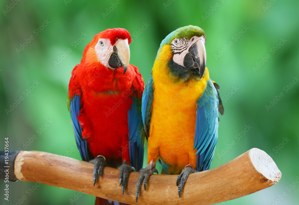 Naklejka premium Couple of beautiful macaws