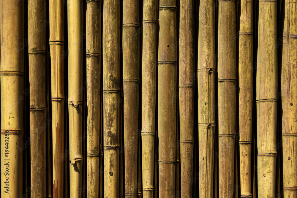 Fototapeta premium Bamboo background