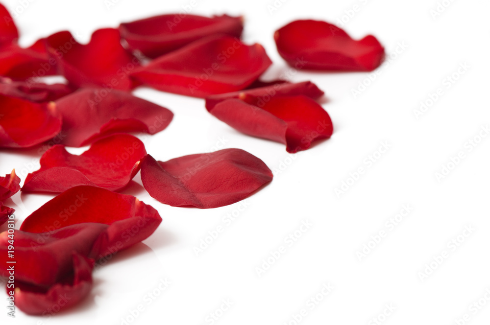 Day Valentine rose petals as background Day Valentine rose petals as background
