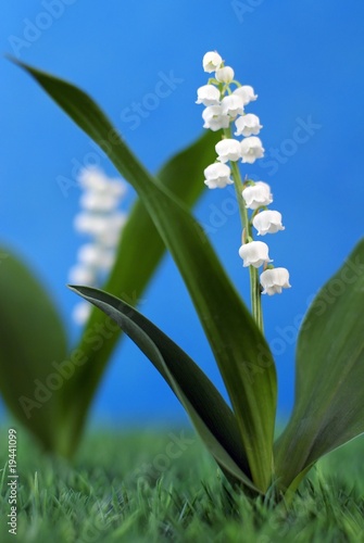 muguet - fête du travail