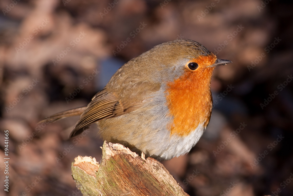 Fototapeta premium British Robin (Erithacus rubecula)