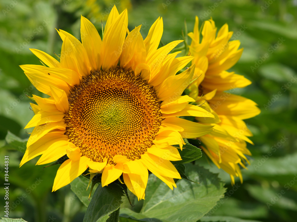 Sunflowers Sunflowers