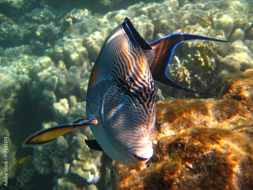 Arabischer Doktorfisch photo