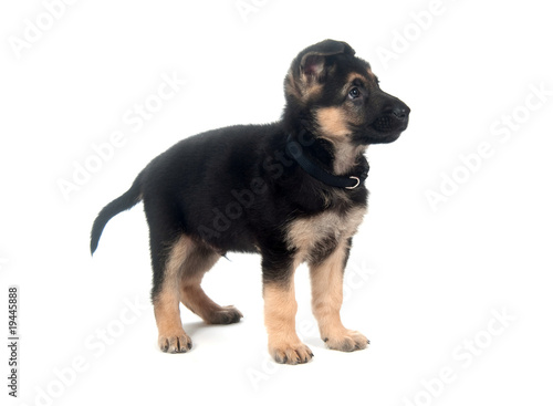 German Shepherd puppy on white