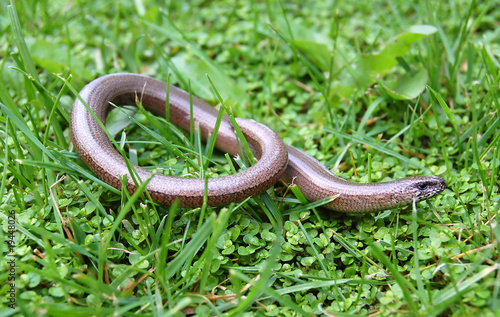 juvenile Anguis fragilis slow worm, often mistaken for a snake.
