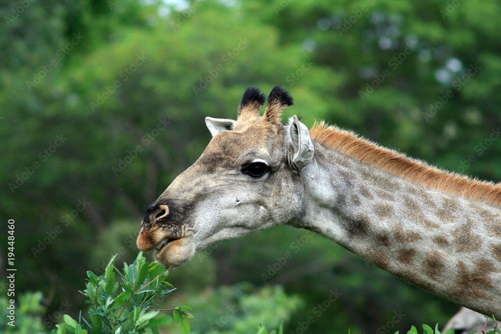 Girafe mangeant des feuilles d'acacia