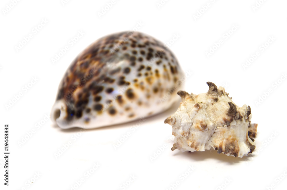 Muscheln Muscheln