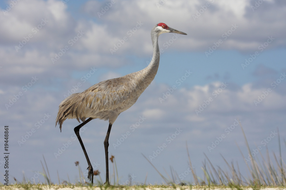 Fototapeta premium Sandhill Crane (Grus canadensis)