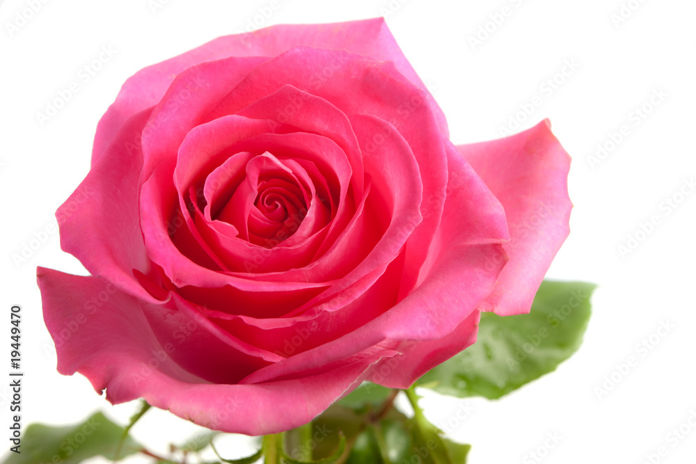 Fototapeta premium pink rose isolated