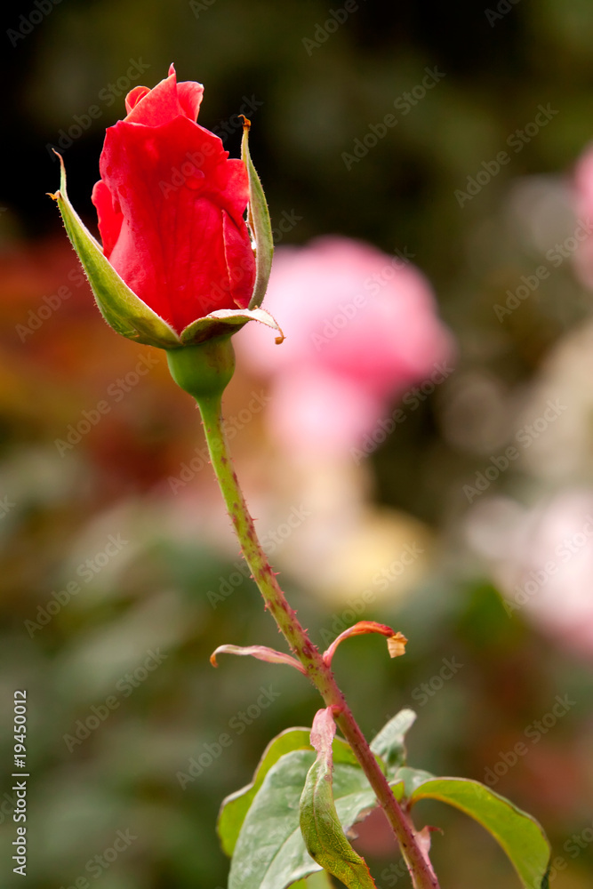Fototapeta premium Red rose bud