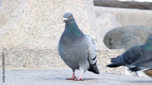 Doves at a buplic place