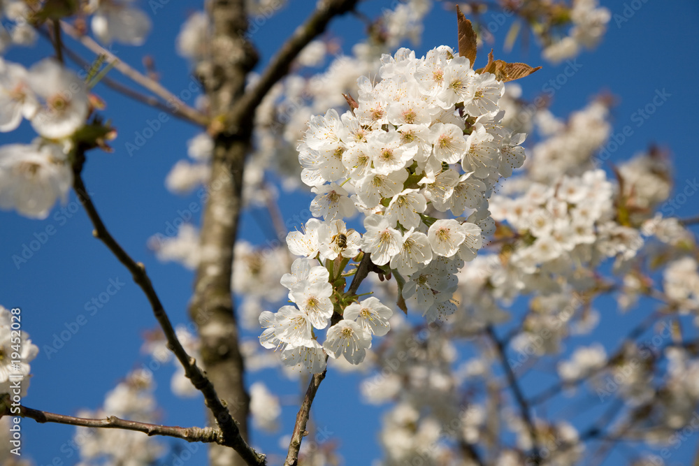 Blüten Kirschbaum