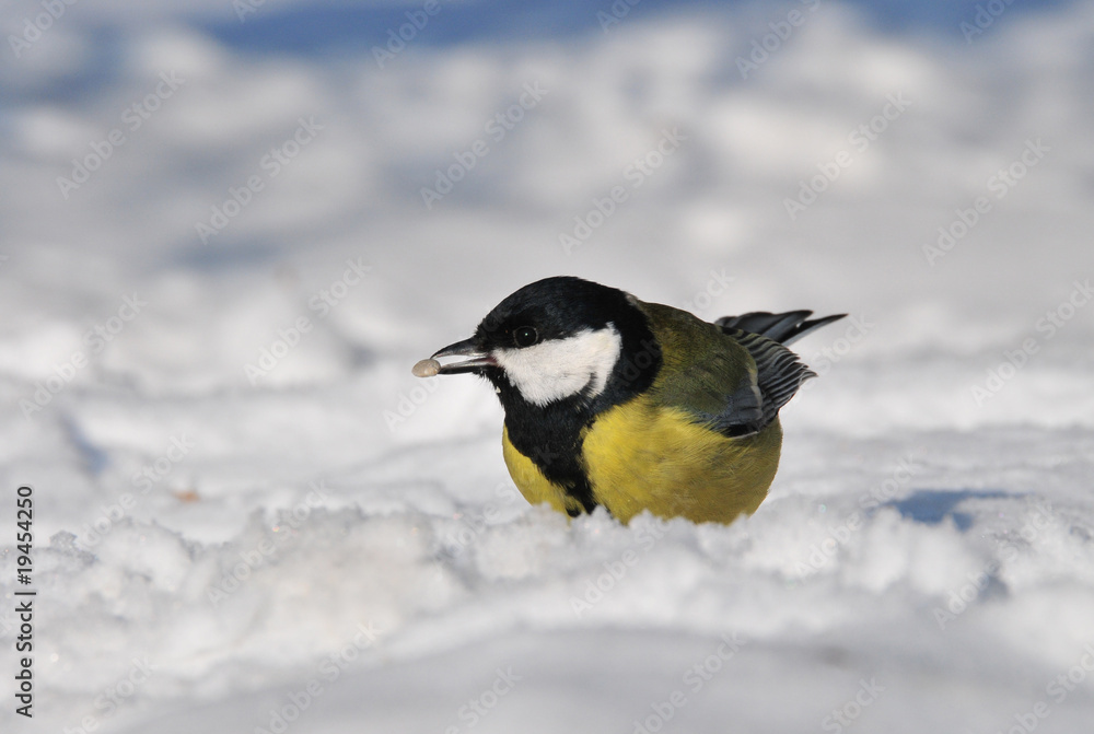 Naklejka premium great tit on the snow