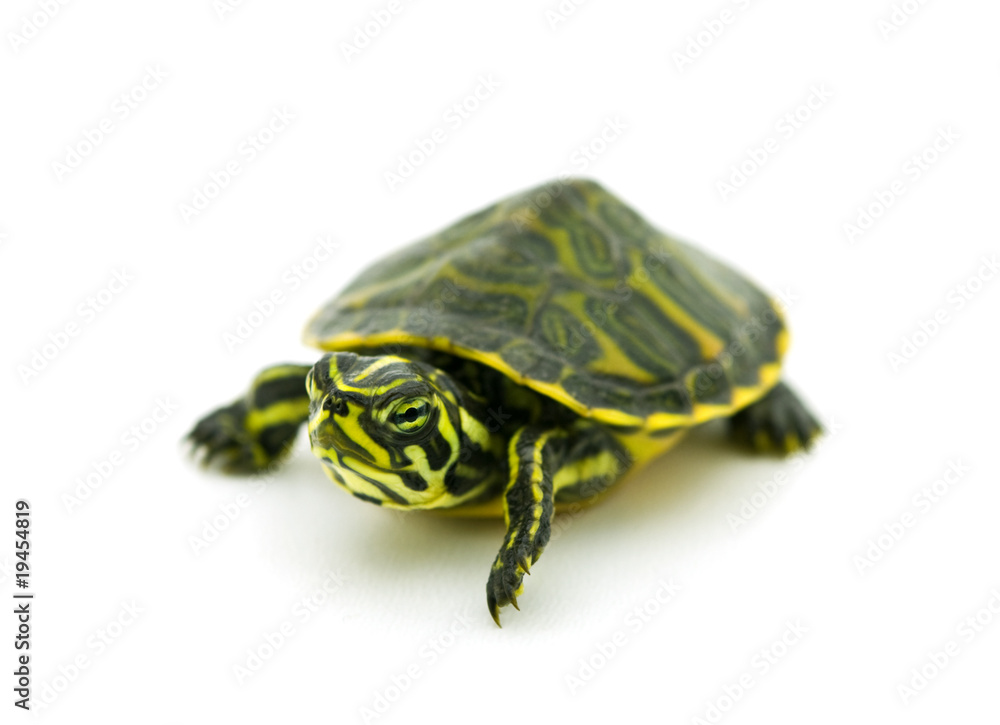 Yellow-bellied Slider on white background. . Yellow-bellied Slider on white background. .
