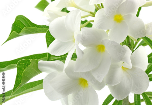 bouquet fleurs blanches frangipanier fond blanc © Unclesam