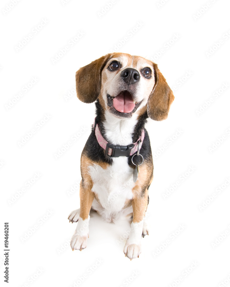 cute beagle