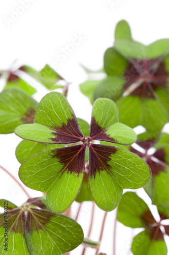 Vierblättrigers Kleeblatt