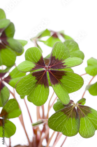 Vierblättrigers Kleeblatt