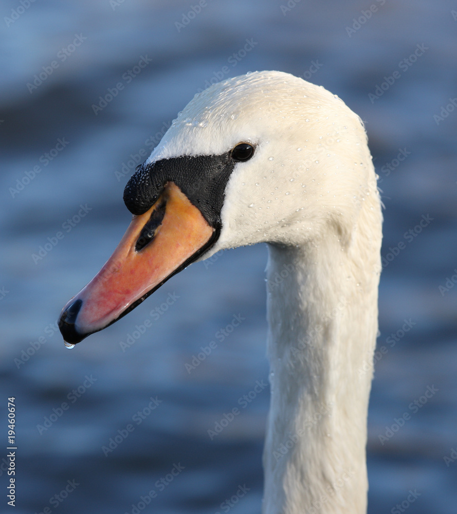 Obraz premium Portrait of a Male Mute Swan