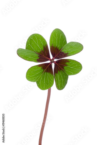 Vierblättrigers Kleeblatt