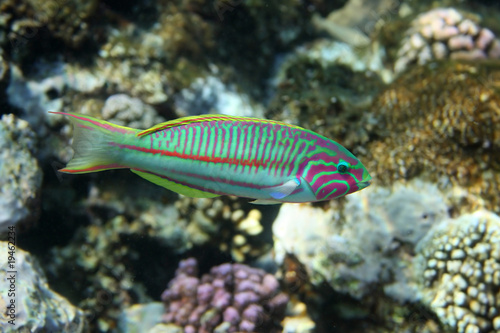 Coral fish Thalassoma