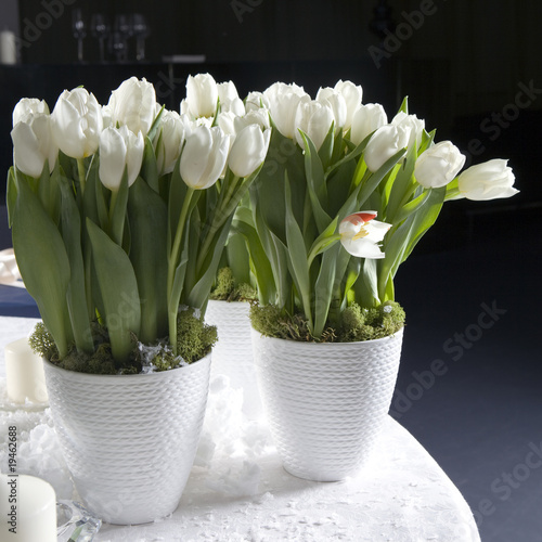 Decoration of dining table for Valentine's Day. White tulip.