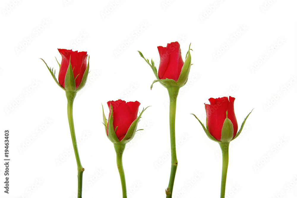 Obraz premium Red roses