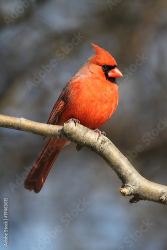 Cardinal On A Branch