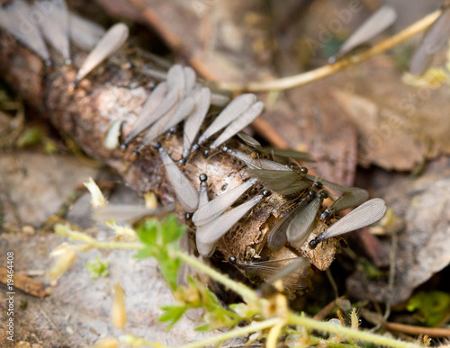 Swarming Subterranean Termites