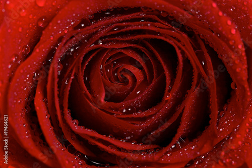 Macro of Dew Droplets of Water on a Red Rose