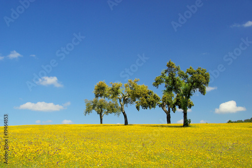 Wiese mit Korkeichen - meadow and cork oaks 07 © LianeM