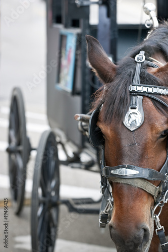 Closeup of horses head with carriage behind © Kevin Woodrow