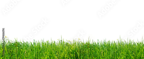 Natural wild grass on white background