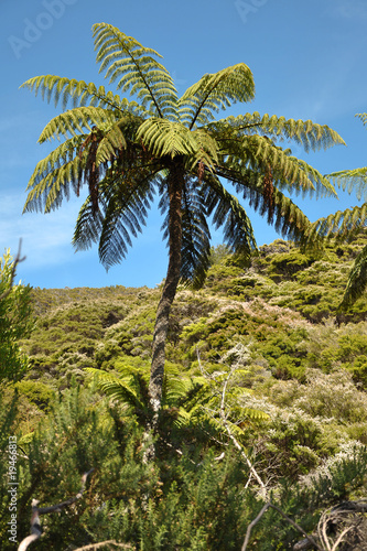 Fougère arborescente dans le bush - Nouvelle Zélande