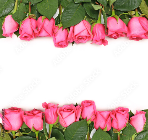 Lined up Pink Roses on White photo