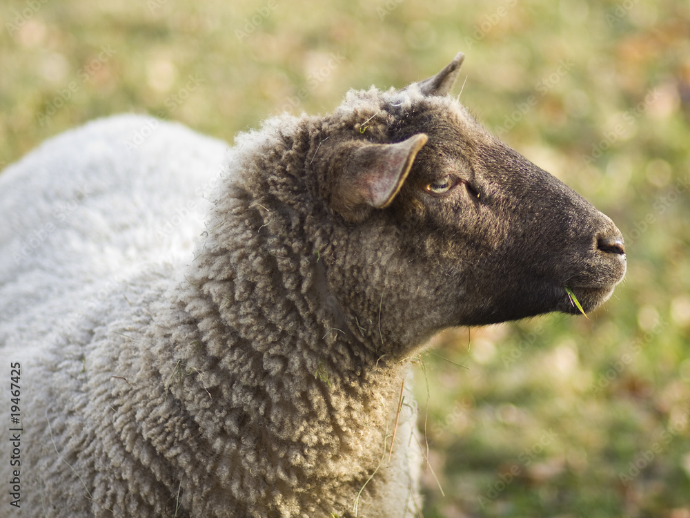 Naklejka premium Sheep