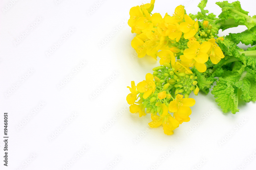 rape blossoms rape blossoms