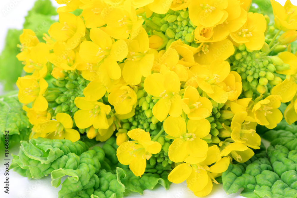 rape blossoms rape blossoms