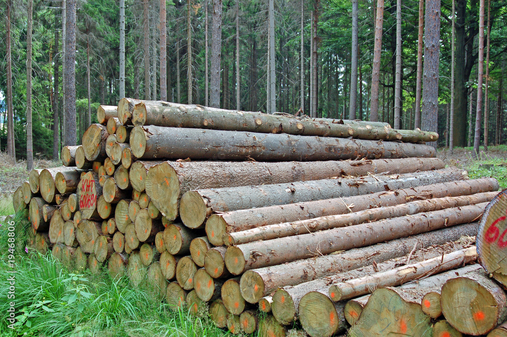 Gestapelte Holzstämme im Wald