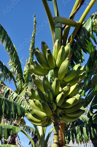 Platanos en platanera