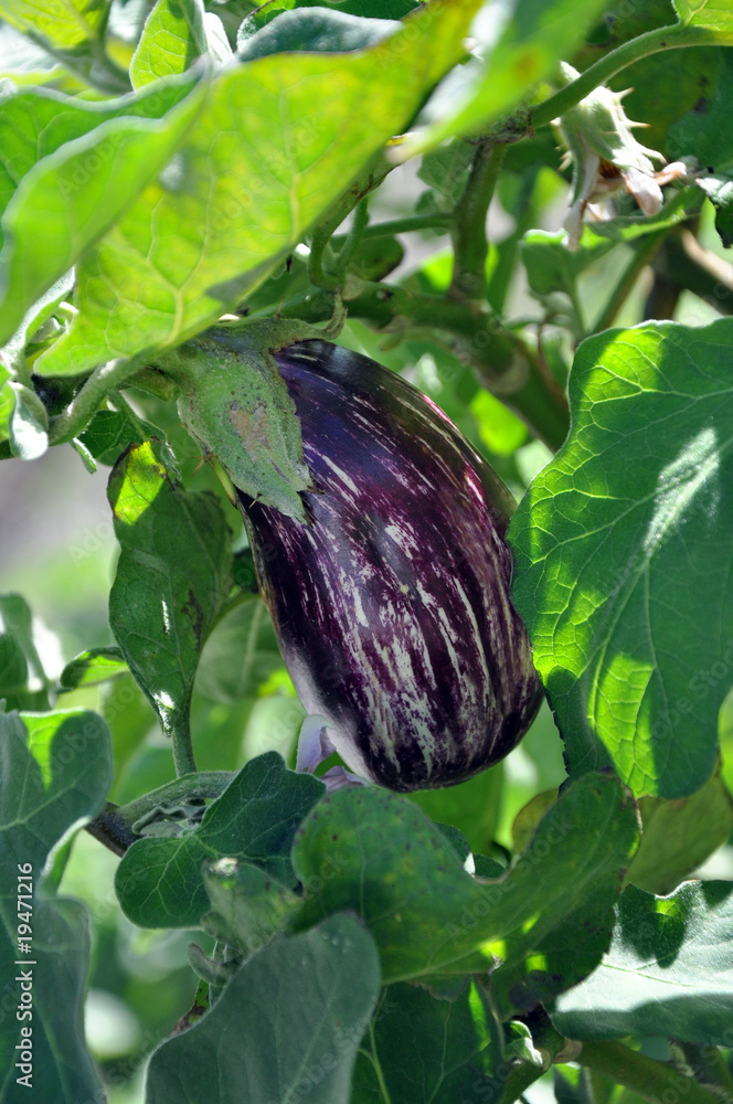Berenjena Berenjena
