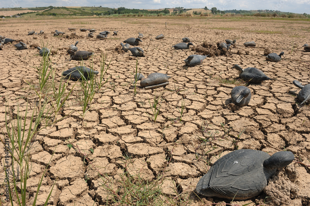 Obraz premium chasse au canard colvert