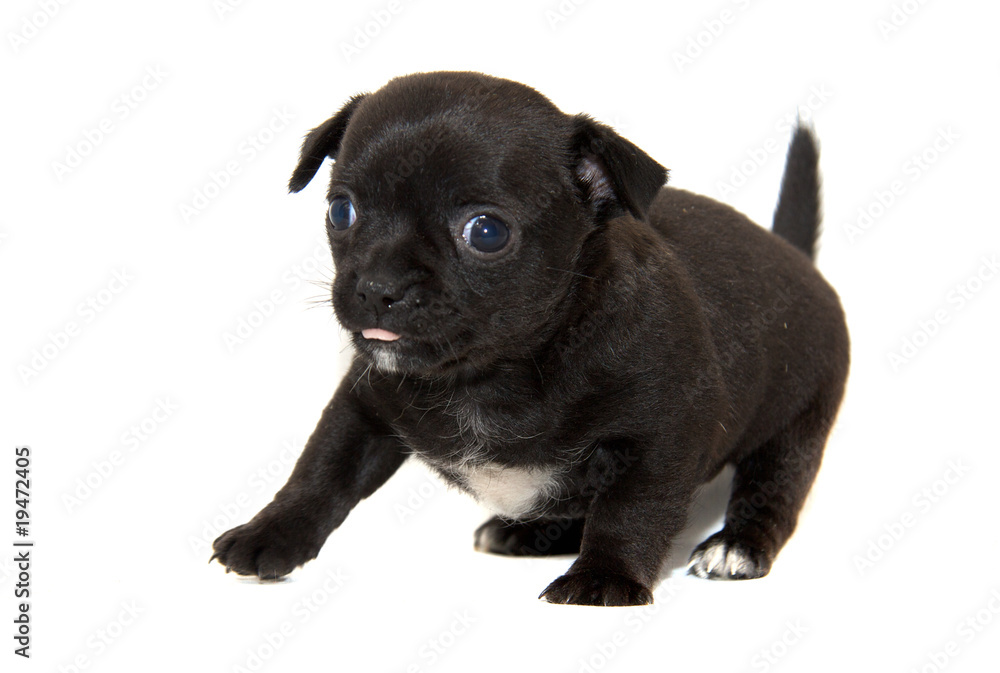 Chihuahua dog on white background Chihuahua dog on white background